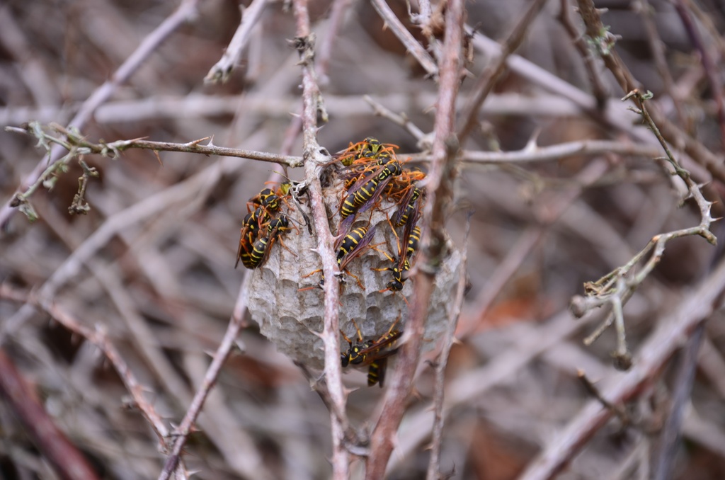 2017-03 New Zealand/Blue Spring/DSC_0020.JPG